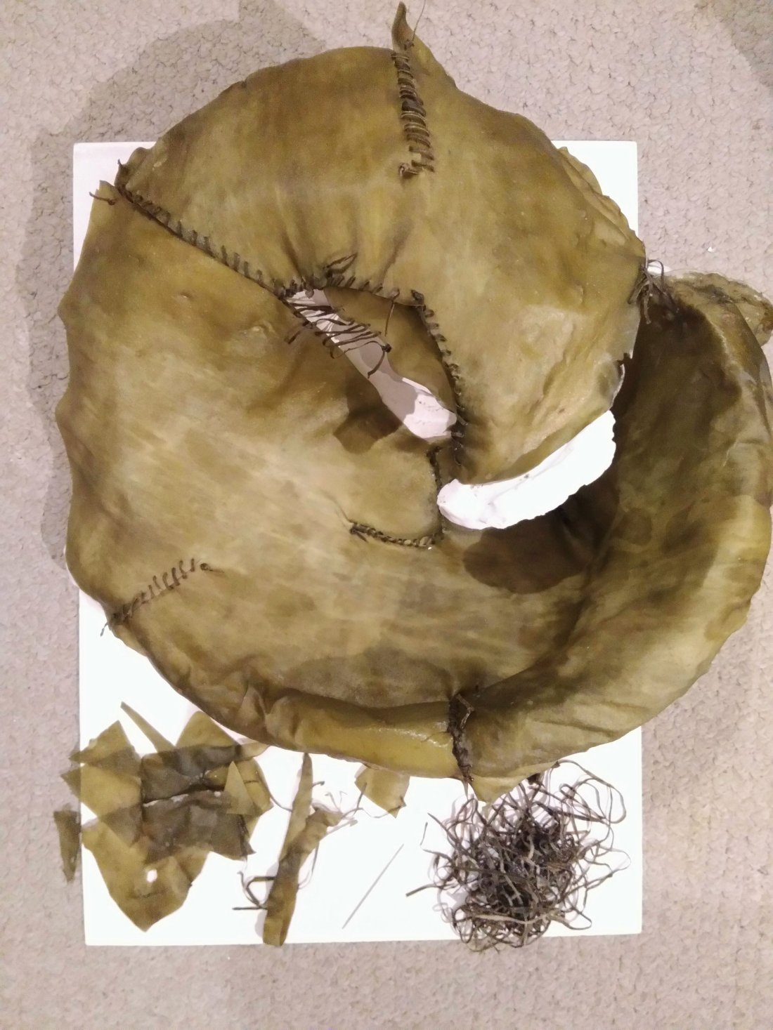 Algues - image 3
